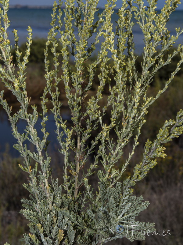 Artemisia caerulescens gallica.22