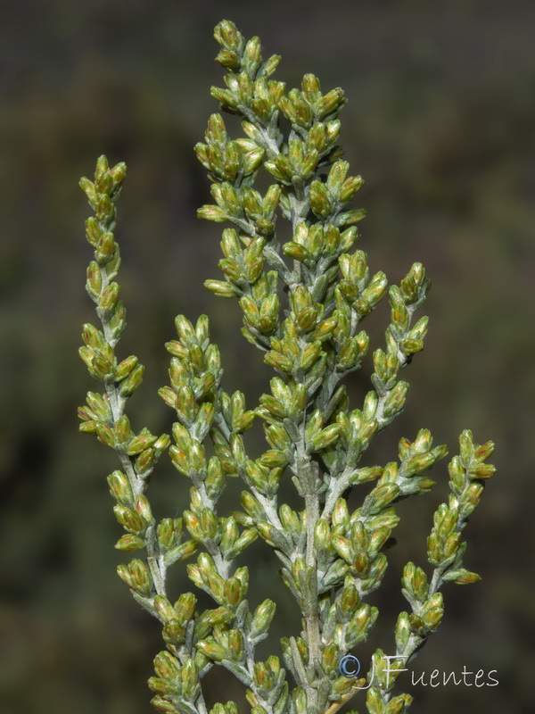 Artemisia caerulescens gallica.23