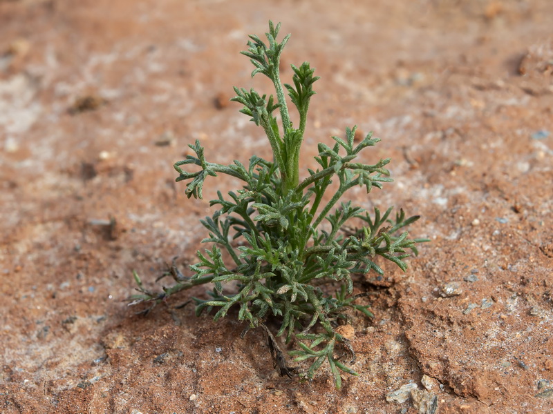 Artemisia campestris glutinosa.09