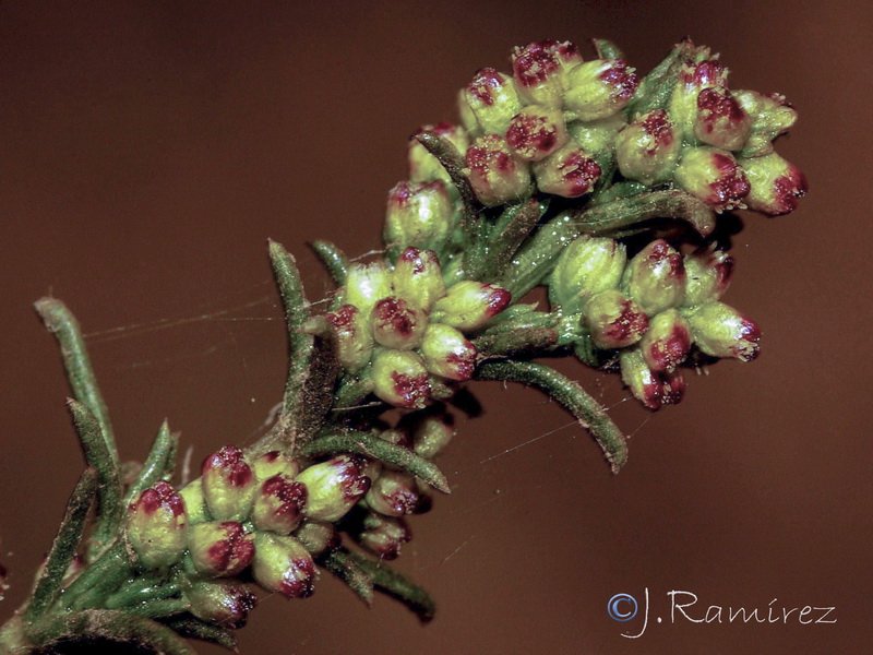 Artemisia campestris glutinosa07