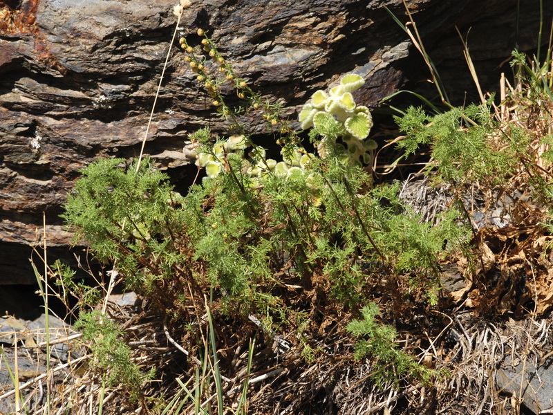 Artemisia chamaemelifolia.01