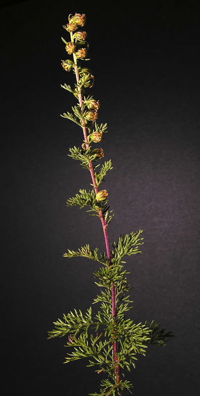Artemisia chamaemelifolia.02