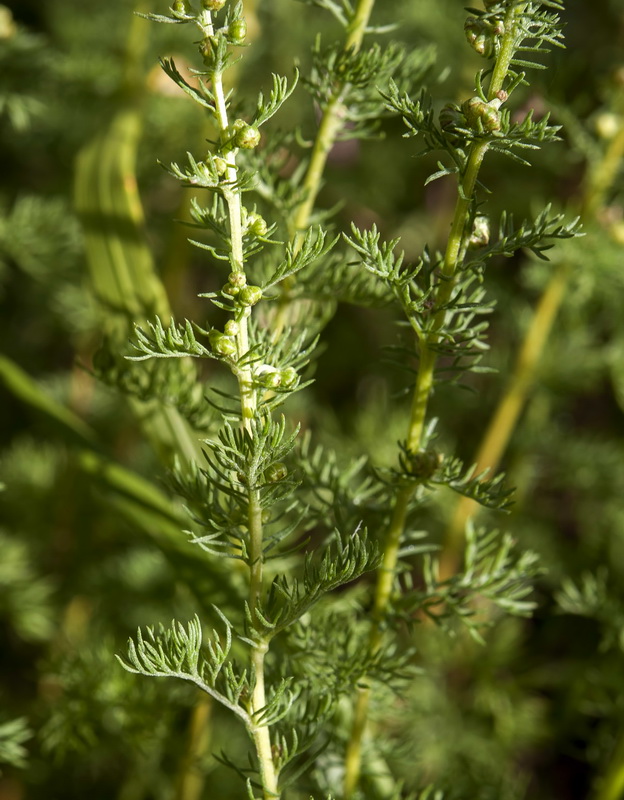 Artemisia chamaemelifolia.03