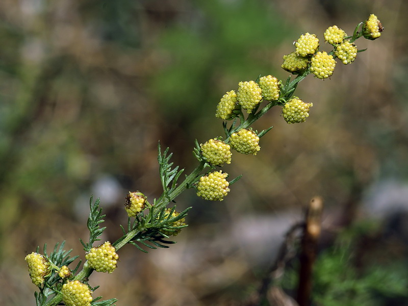 Artemisia chamaemelifolia.05