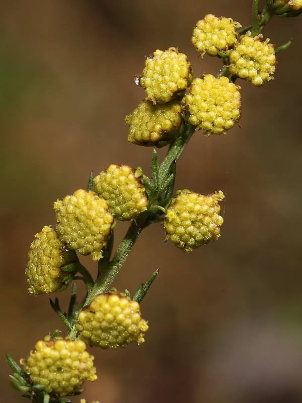 Artemisia chamaemelifolia.06