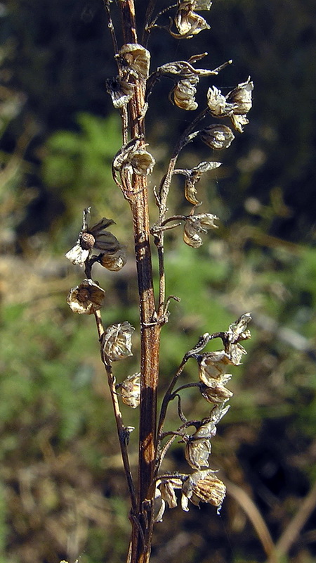Artemisia chamaemelifolia.07