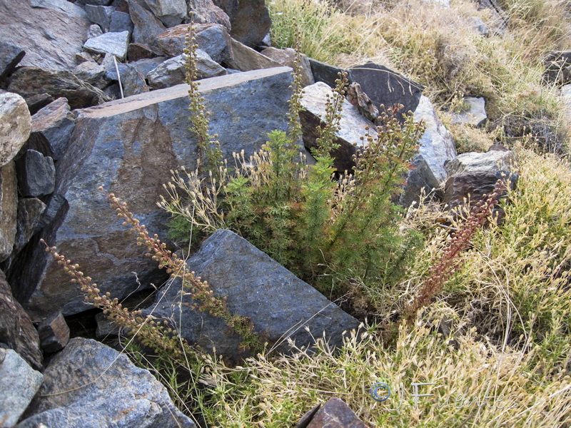 Artemisia chamaemelifolia.08