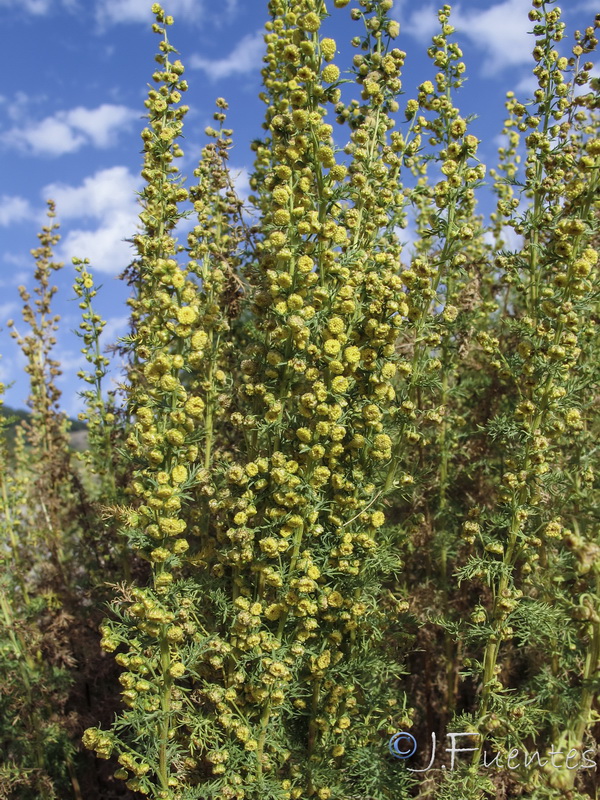 Artemisia chamaemelifolia.10