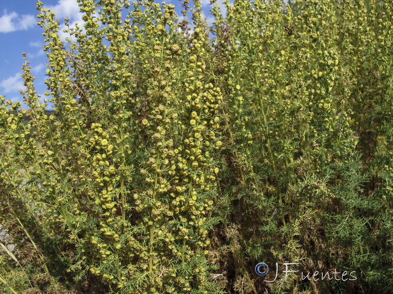 Artemisia chamaemelifolia.11