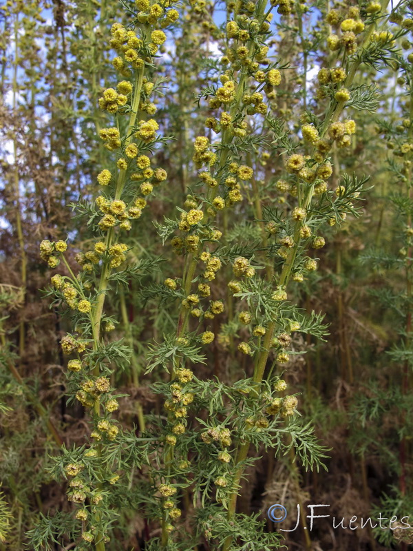 Artemisia chamaemelifolia.13