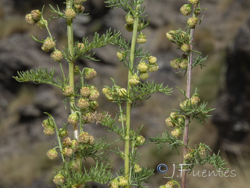 Artemisia chamaemelifolia.18
