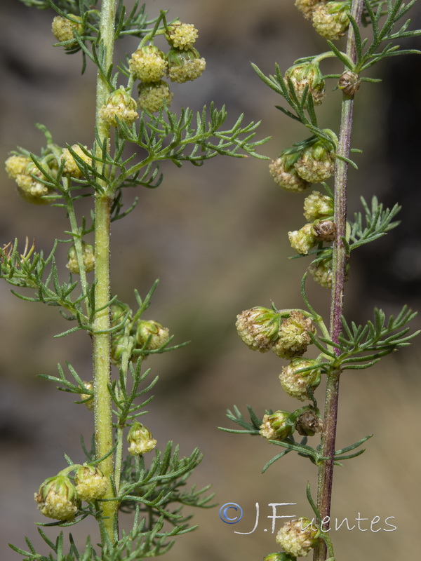Artemisia chamaemelifolia.04