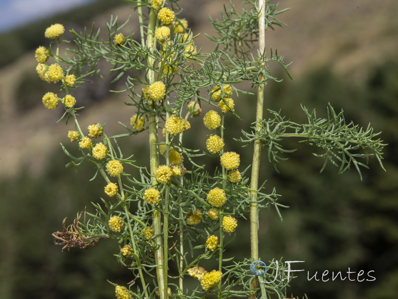 Artemisia chamaemelifolia.20