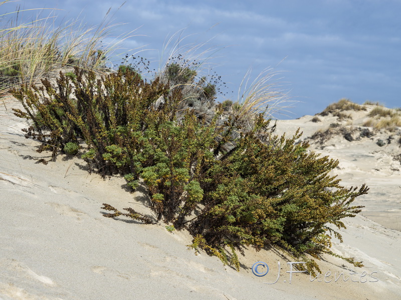 Artemisia crithmifolia.06