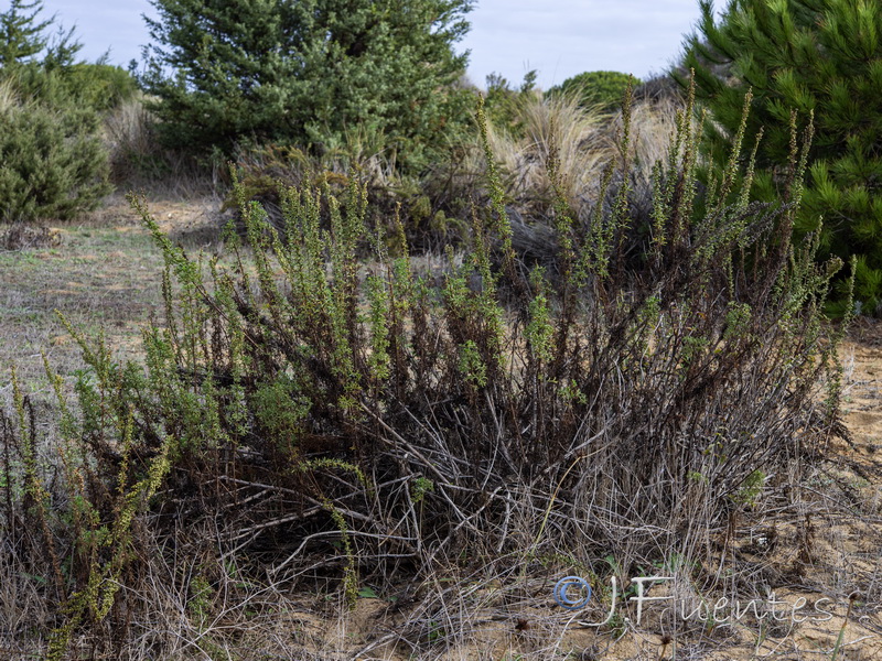 Artemisia crithmifolia.10