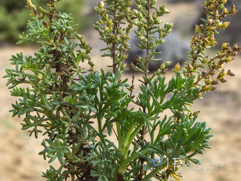 Artemisia crithmifolia.11