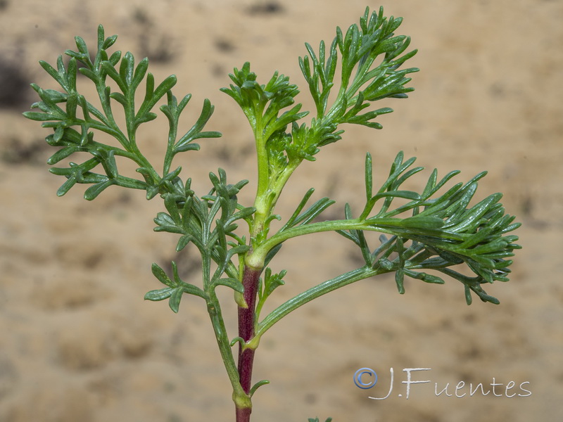 Artemisia crithmifolia.13