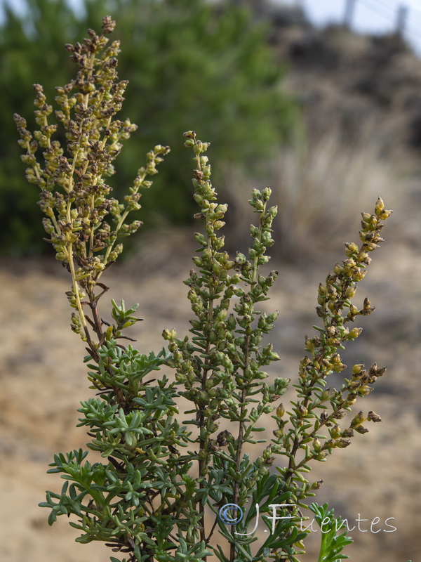 Artemisia crithmifolia.14