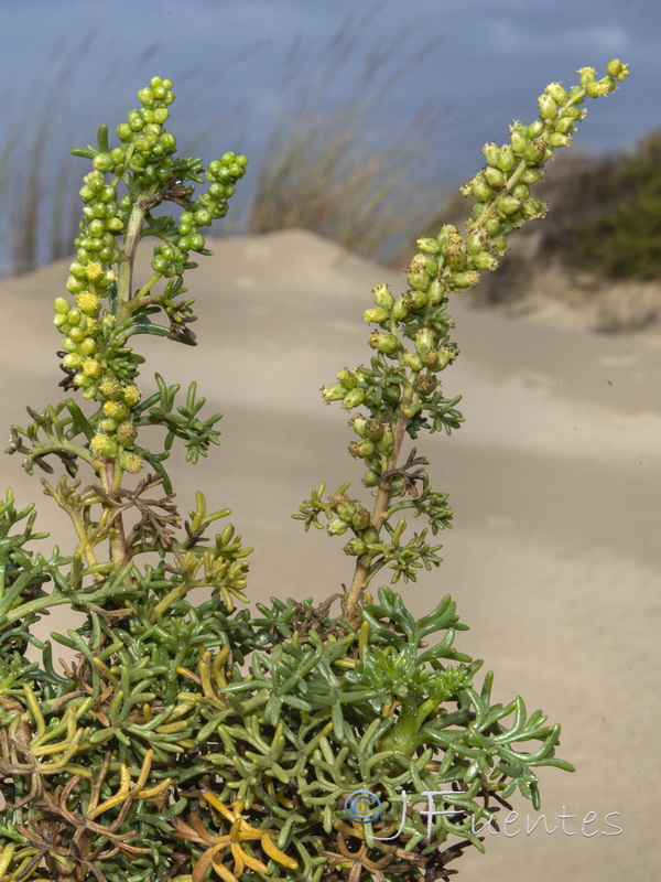 Artemisia crithmifolia.18