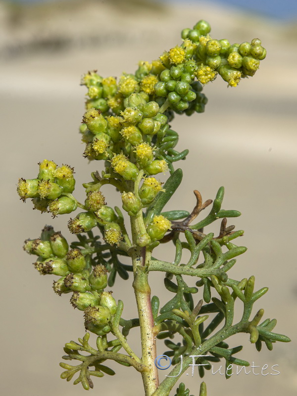 Artemisia crithmifolia.19