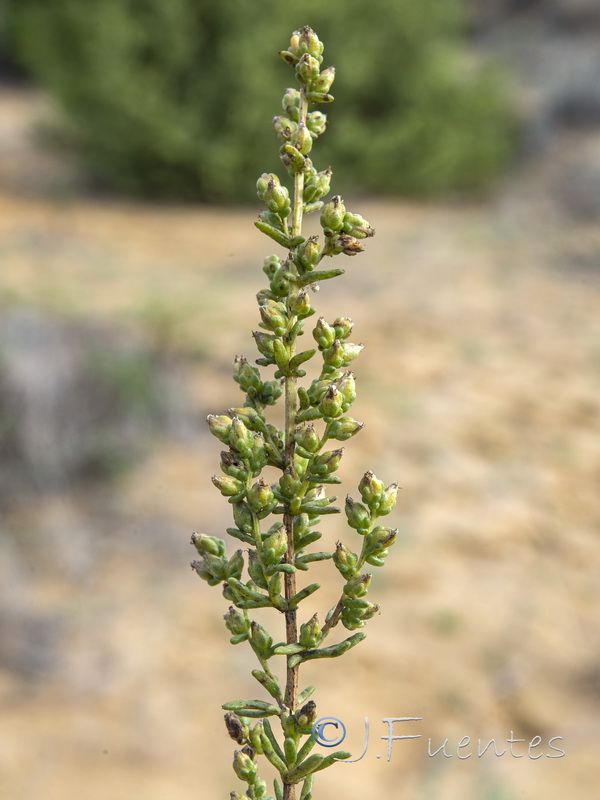 Artemisia crithmifolia.20
