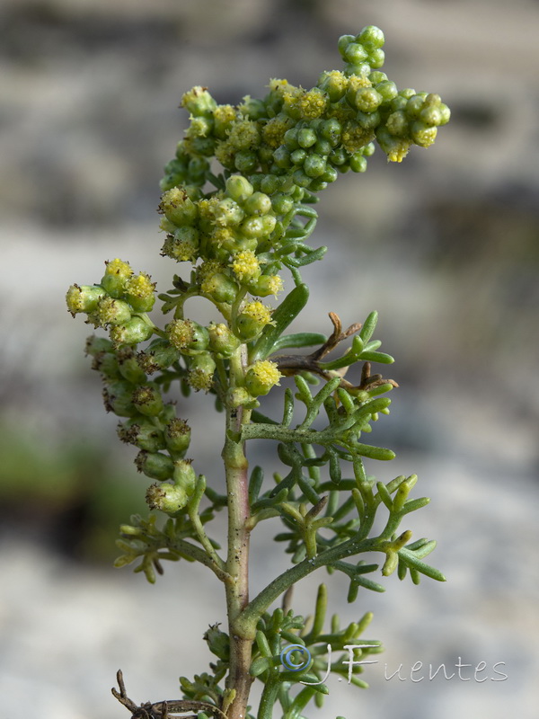 Artemisia crithmifolia.21
