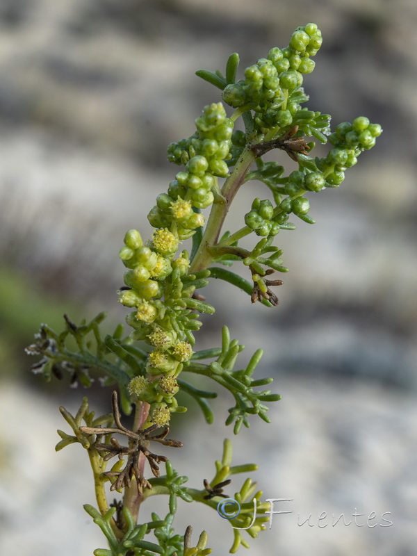 Artemisia crithmifolia.22