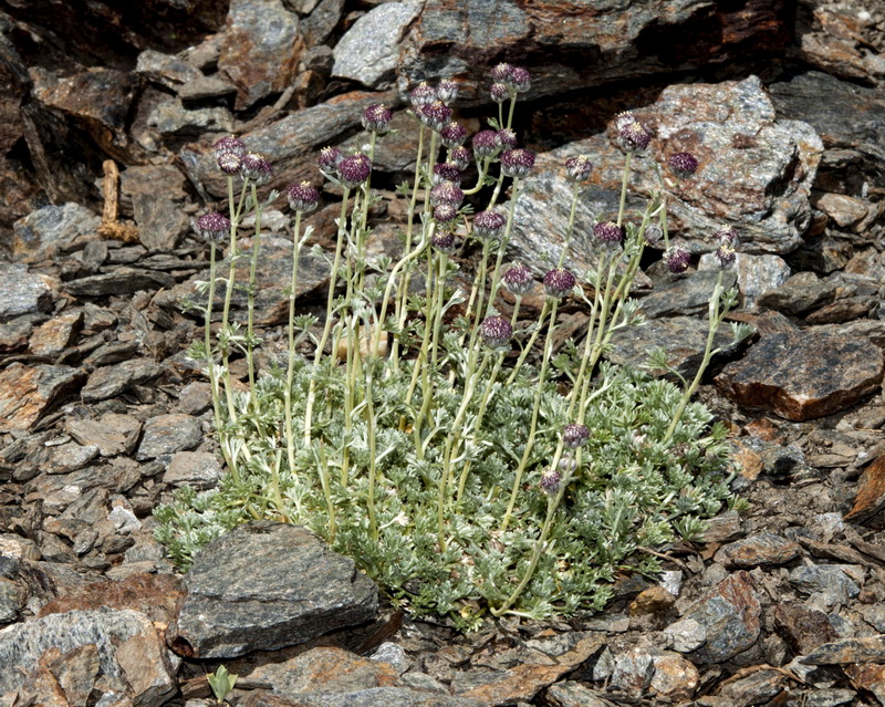 Artemisia granatensis.02