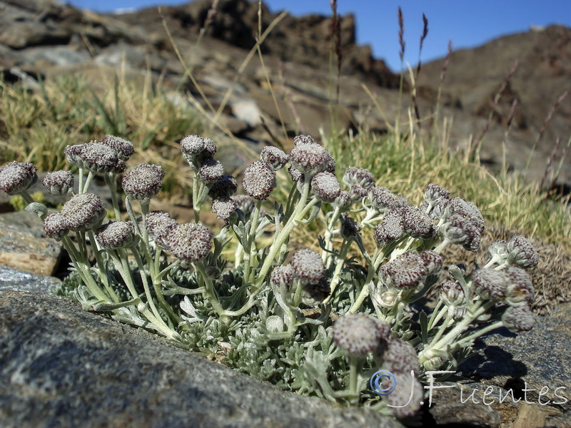 Artemisia granatensis.03