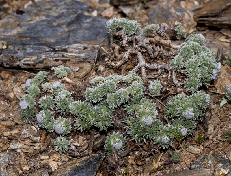 Artemisia granatensis.04