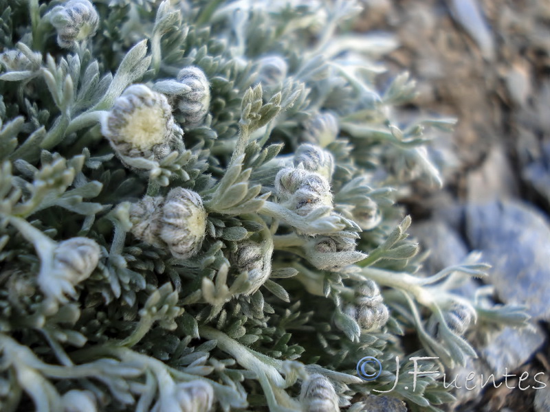 Artemisia granatensis.05