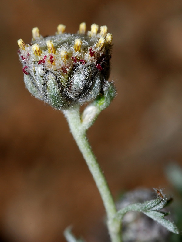 Artemisia granatensis.09