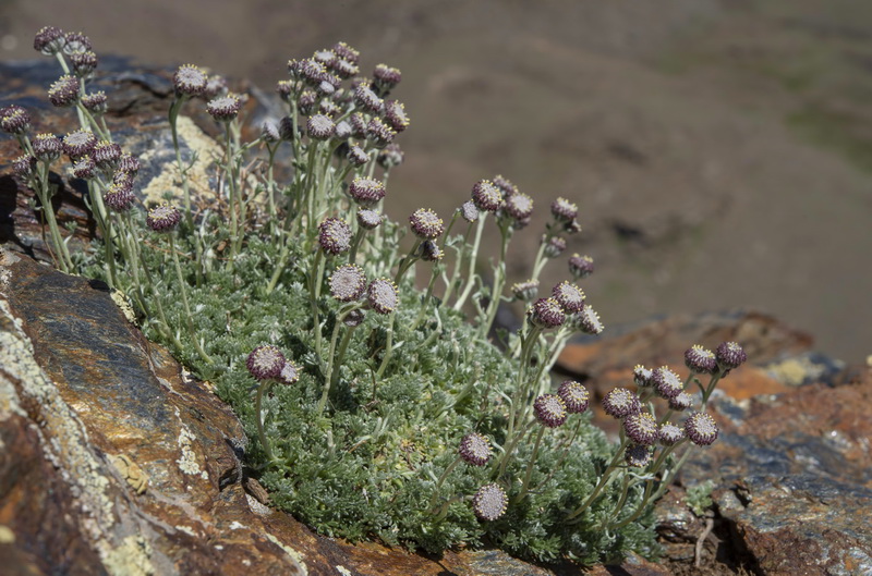 Artemisia granatensis.10