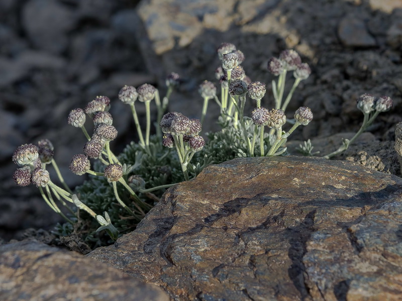 Artemisia granatensis.11