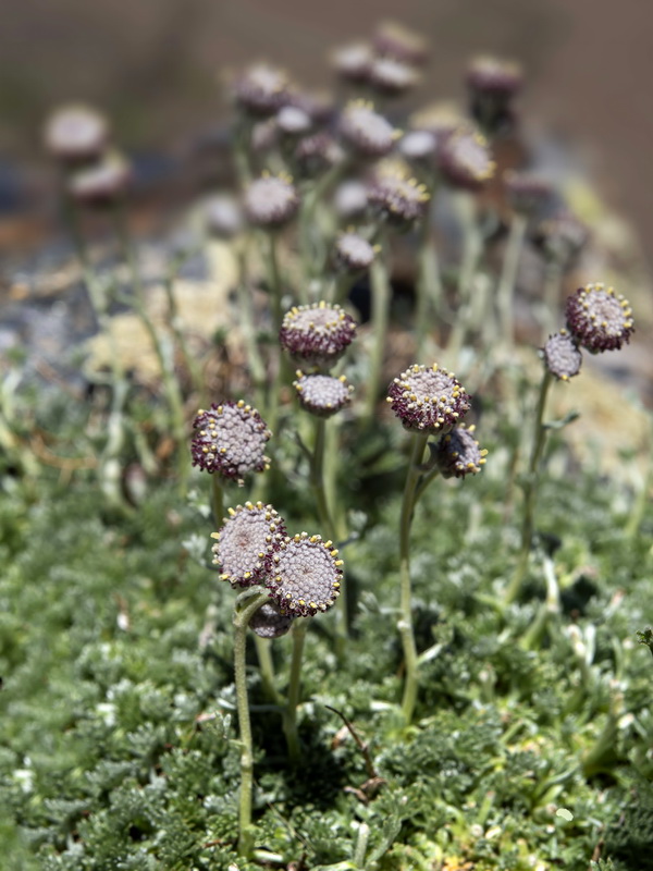 Artemisia granatensis.13