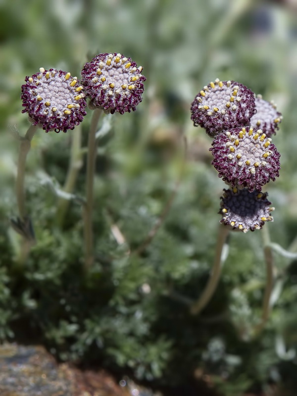 Artemisia granatensis.16