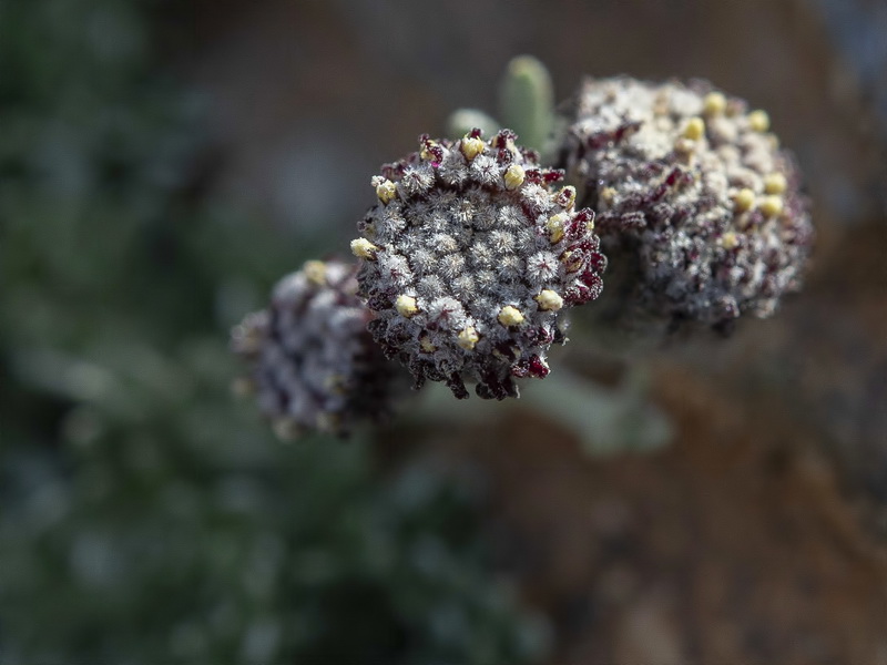 Artemisia granatensis.19
