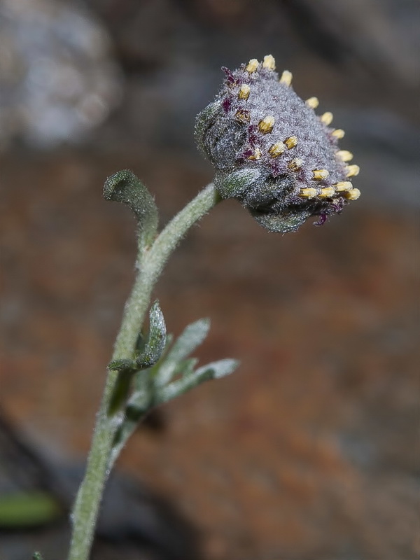 Artemisia granatensis.21