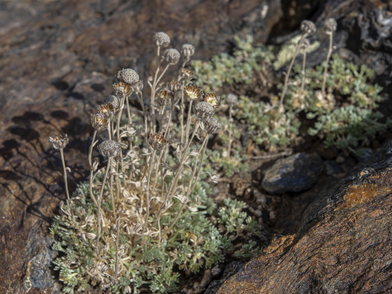 Artemisia granatensis.22