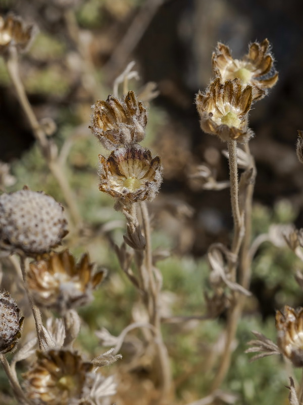 Artemisia granatensis.24
