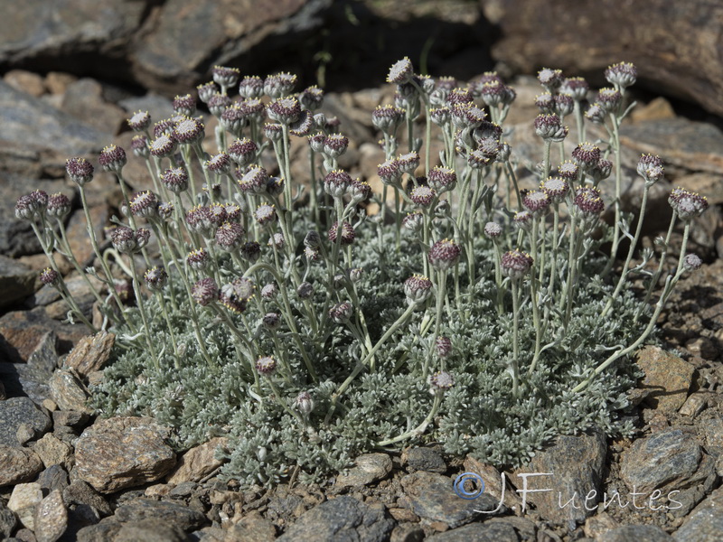 Artemisia granatensis.28