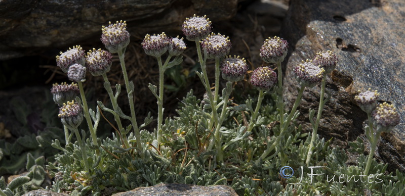 Artemisia granatensis.33