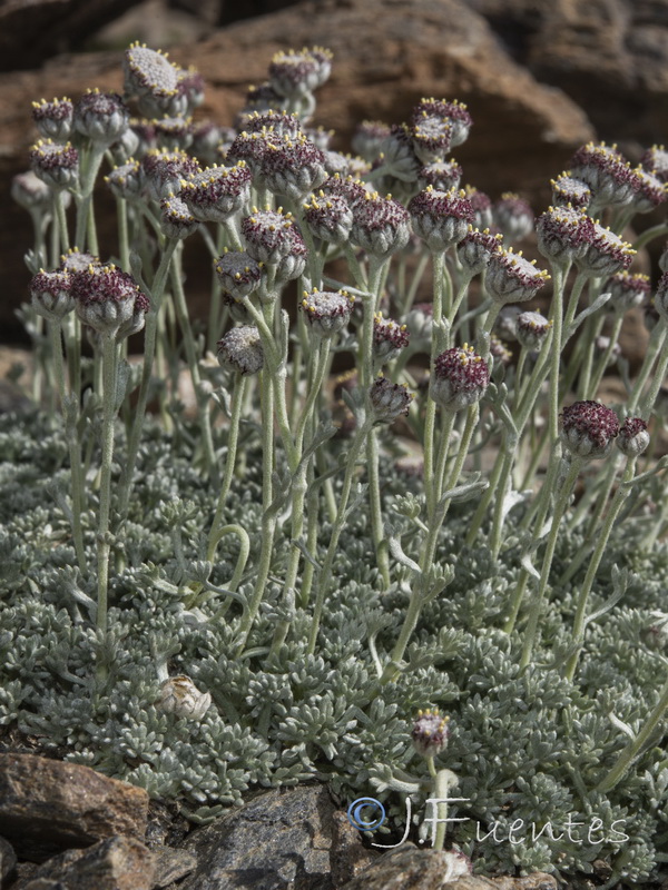 Artemisia granatensis.35