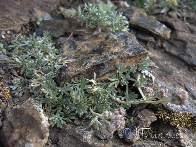 Artemisia granatensis x Artemisa umbelliformis.01