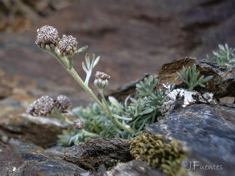 Artemisia granatensis x Artemisa umbelliformis.07