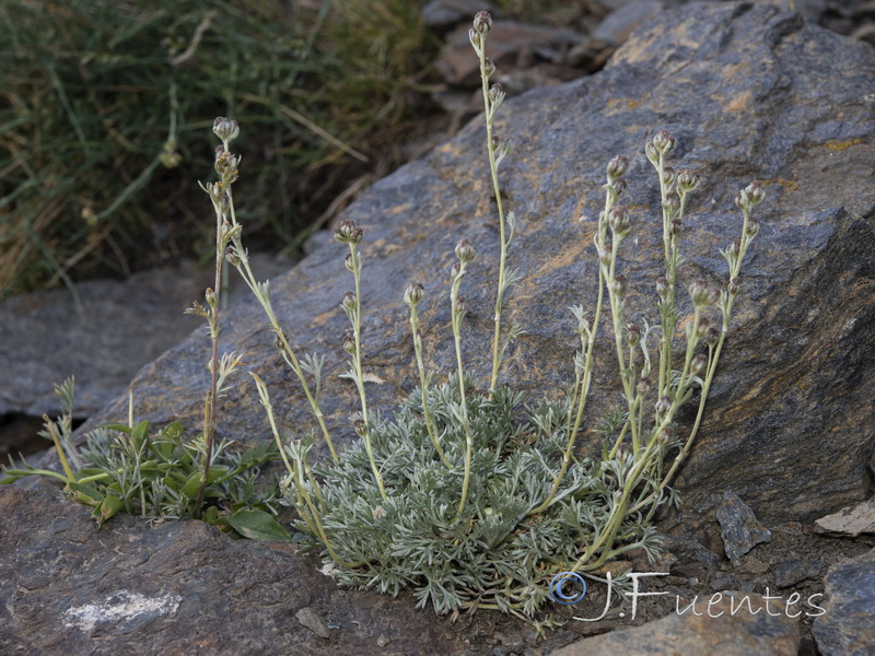 Artemisia granatensis x Artemisa umbelliformis.08