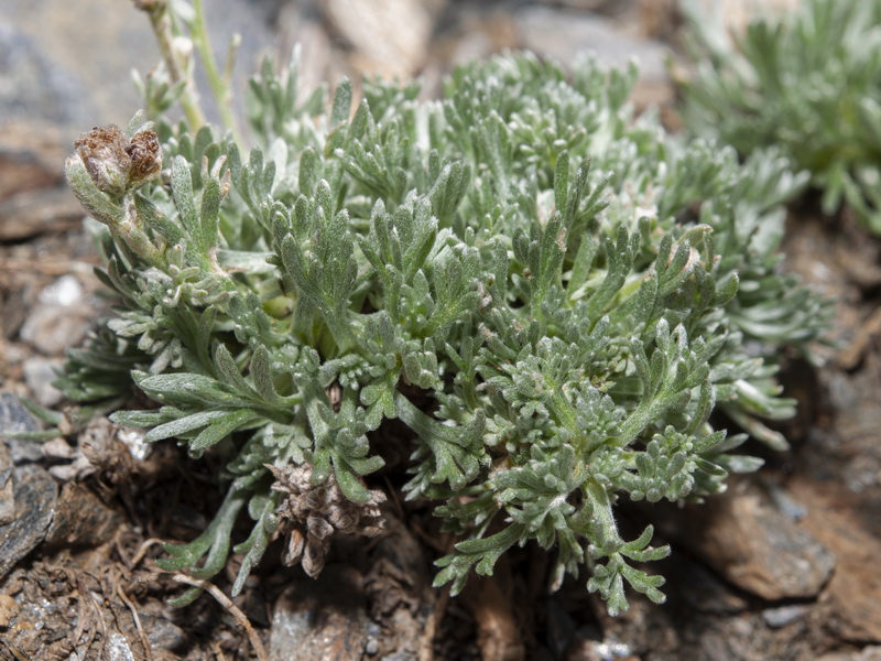 Artemisia granatensis x Artemisa umbelliformis.11