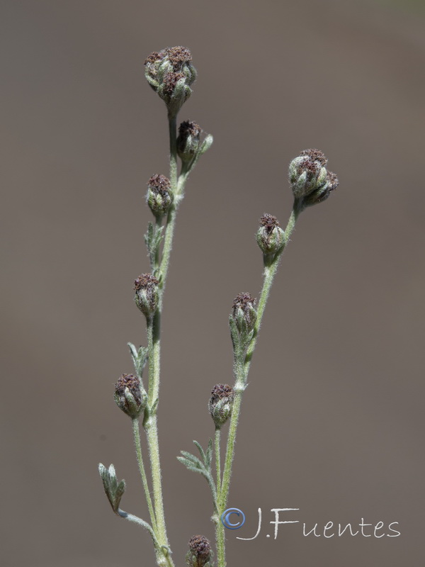 Artemisia granatensis x Artemisa umbelliformis.12