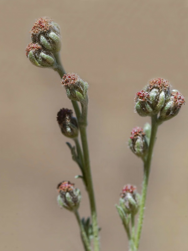 Artemisia granatensis x Artemisa umbelliformis.13
