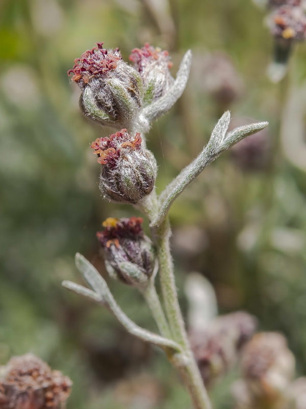 Artemisia granatensis x Artemisa umbelliformis.14